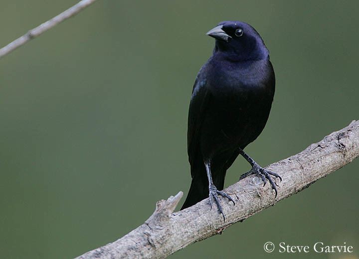 Shiny cowbird Shiny Cowbird