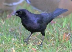 Shiny cowbird Shiny Cowbird Identification All About Birds Cornell Lab of