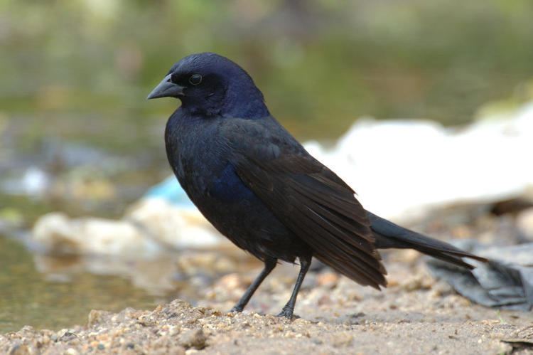 Shiny cowbird Shiny Cowbird Audubon Field Guide