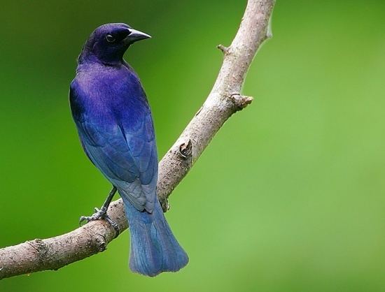 Shiny cowbird wwwbirdforumnetopusimagesthumb11dShinyCow