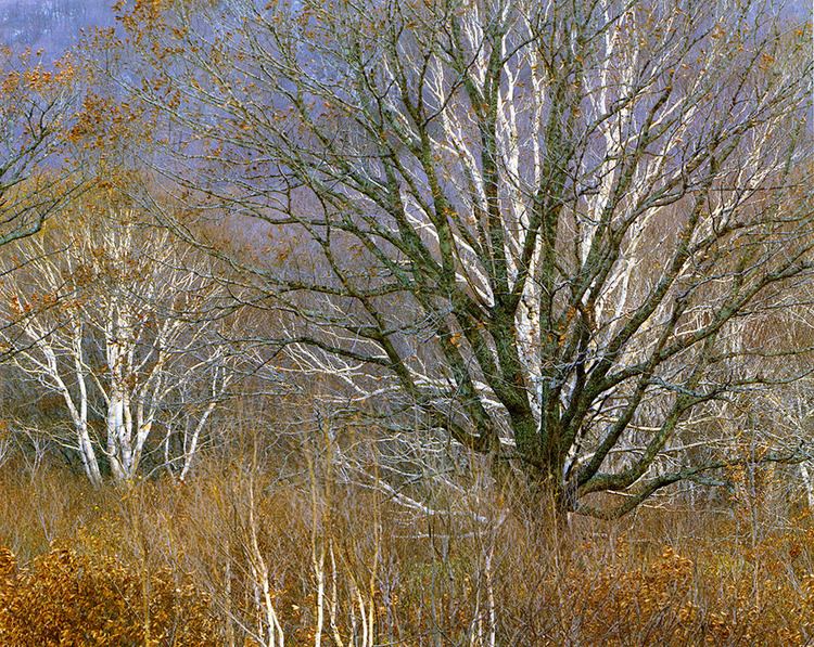 Shinzo Maeda Shinzo Maeda Master Photographer On Landscape