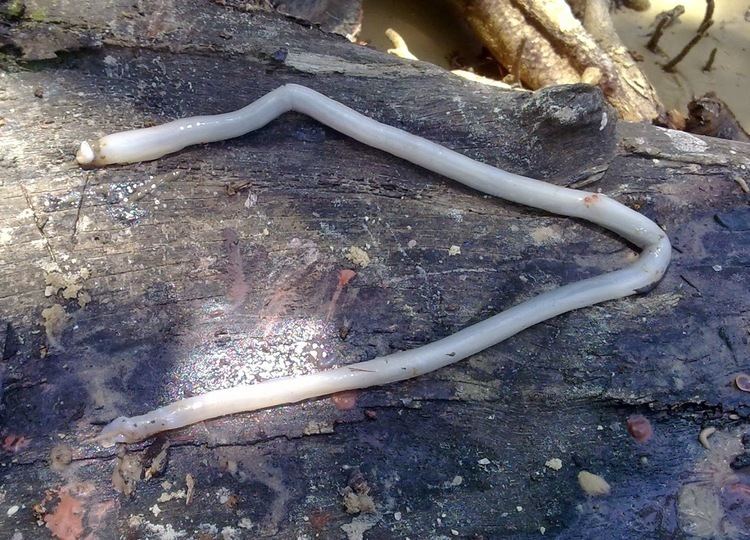Shipworms Shipworms threaten Danish underwater sites The Archaeology News