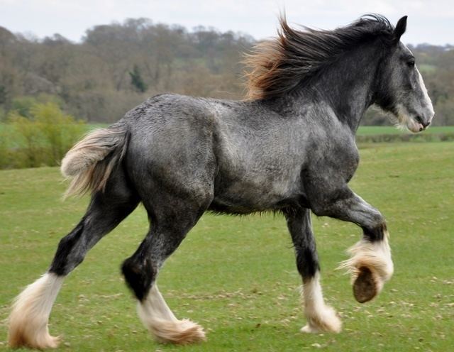 Shire horse 78 Best ideas about Shire Horse on Pinterest Draft horses Pretty
