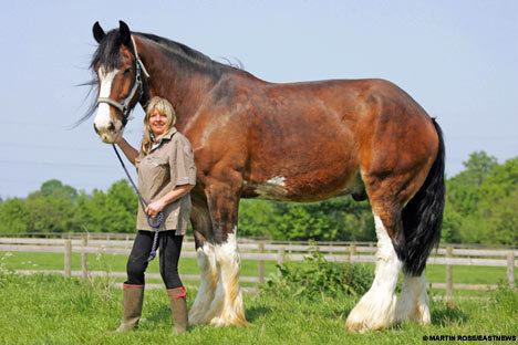 Shire horse Pictured Duke the 6ft 5in Shire horse that is Britain39s tallest