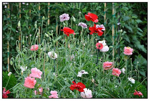 Shirley Poppy Growing with plants HOW TO SOW AND GROW SHIRLEY POPPIES