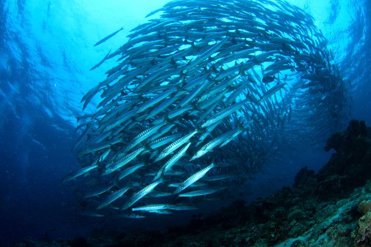 Shoal 1000 images about shoal of fish on Pinterest Photo illustration
