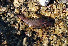 Shore clingfish httpsuploadwikimediaorgwikipediacommonsthu