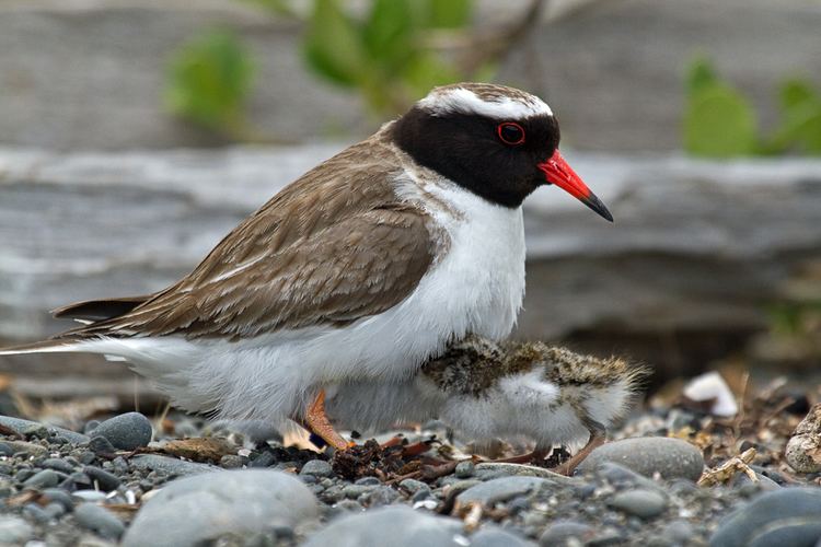 Shore plover Shore plover New Zealand Birds Online