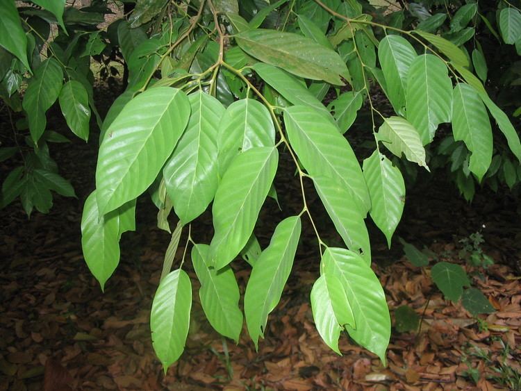 Shorea Shorea sumatrana Useful Tropical Plants