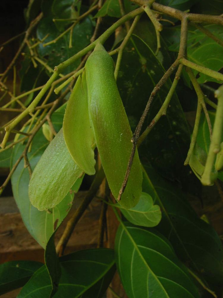 Shorea contorta Shorea contorta Dipterocarpaceae image 28008 at PhytoImagessiuedu