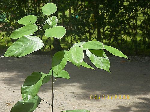 Shorea contorta White Lauan Shorea contorta 3 Tropical flower Flickr