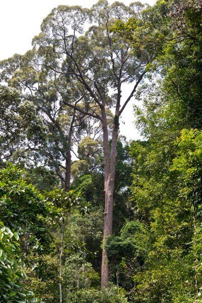 Shorea curtisii Gunung Pulai in Johor Rainforest Journal