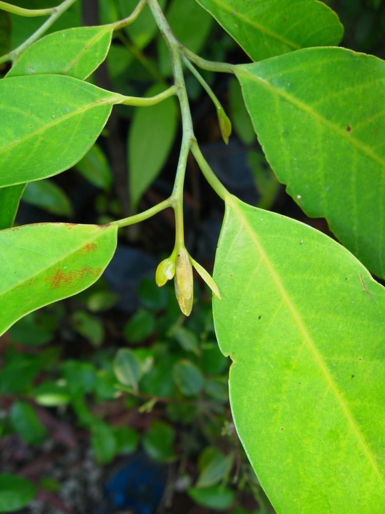 Shorea curtisii Shorea curtisii Images Useful Tropical Plants