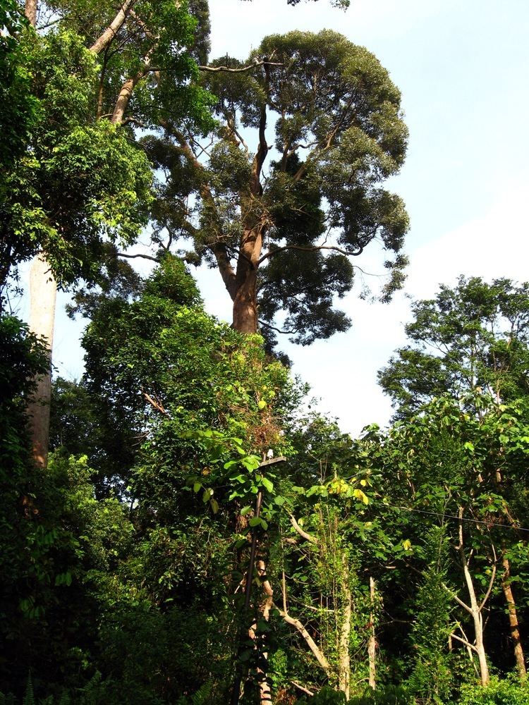 Shorea curtisii Shorea curtisii Images Useful Tropical Plants