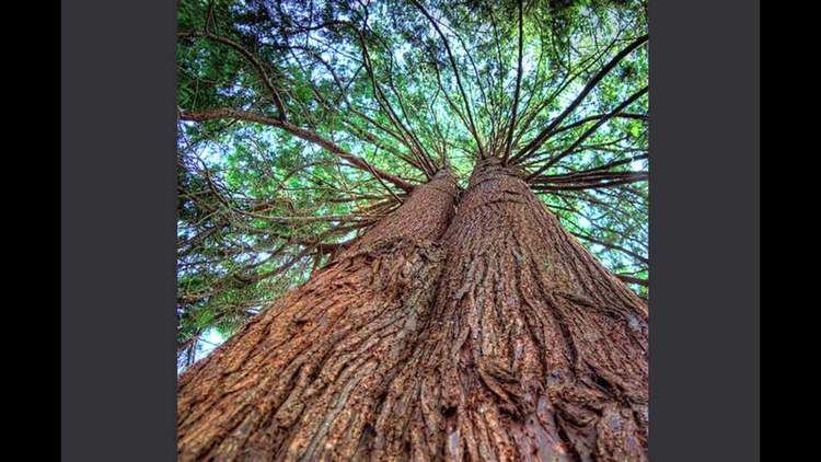 Shorea faguetiana Tallest Trees on Vimeo