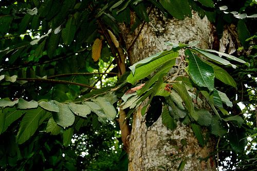 Shorea macrophylla Flickriver Random photos from Ahmad Fuad Morad