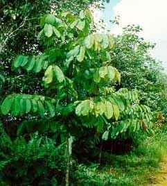 Shorea macrophylla Official Website of Forest Department Sarawak