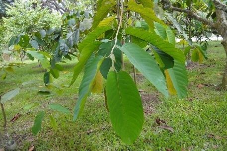 Shorea macrophylla Shorea macrophylla