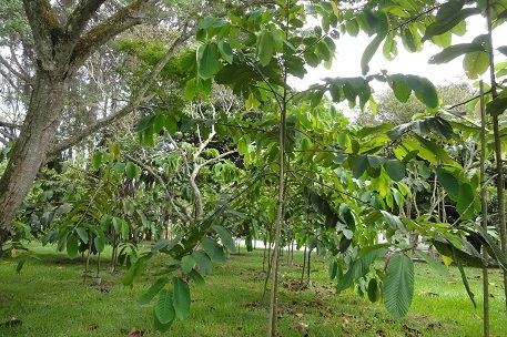 Shorea macrophylla Shorea macrophylla