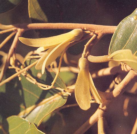 Shorea obtusa Shorea obtusa Wall BGO Plant Database