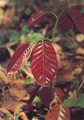 Shorea obtusa Shorea obtusa Wall BGO Plant Database