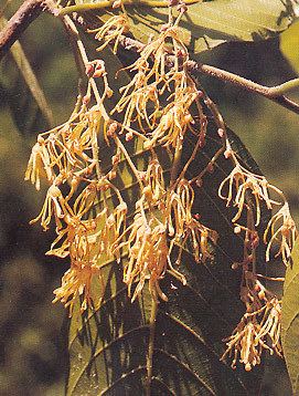 Shorea obtusa Shorea obtusa Wall BGO Plant Database