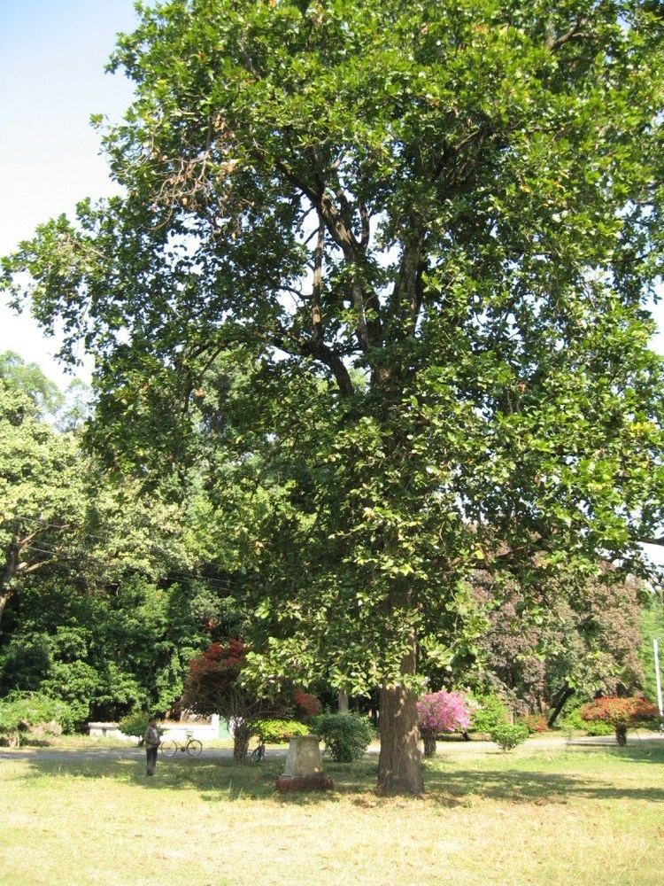 Салах дерево фото