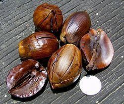 Shorea robusta seed oil httpsuploadwikimediaorgwikipediacommonsthu