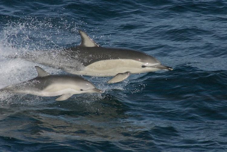 Short-beaked common dolphin httpsuploadwikimediaorgwikipediacommons55