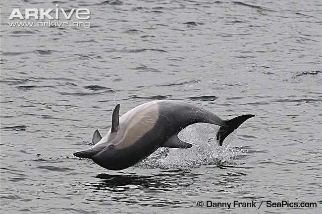 Short-beaked common dolphin Shortbeaked common dolphin photo Delphinus delphis A15383 ARKive