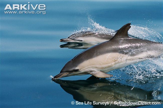 Short-beaked common dolphin Shortbeaked common dolphin videos photos and facts Delphinus
