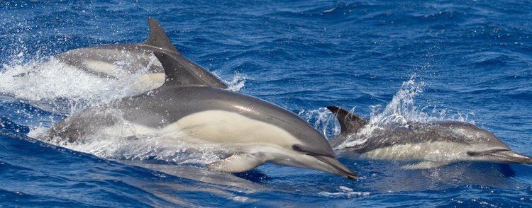 Short-beaked common dolphin ShortBeaked Common Dolphin Species Guide WDC