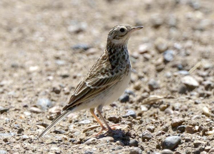 Short-billed pipit Shortbilled Pipit Anthus furcatus videos photos and sound