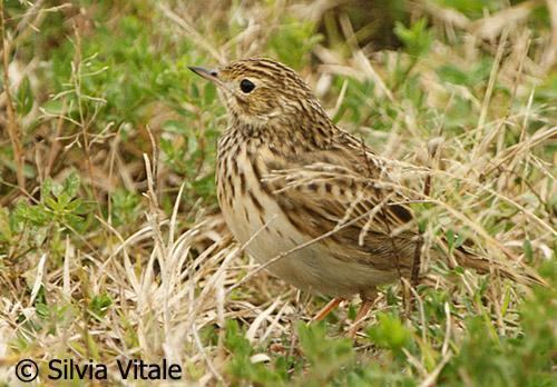 Short-billed pipit Shortbilled Pipit Anthus furcatus videos photos and sound