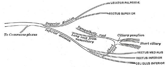 Short ciliary nerves