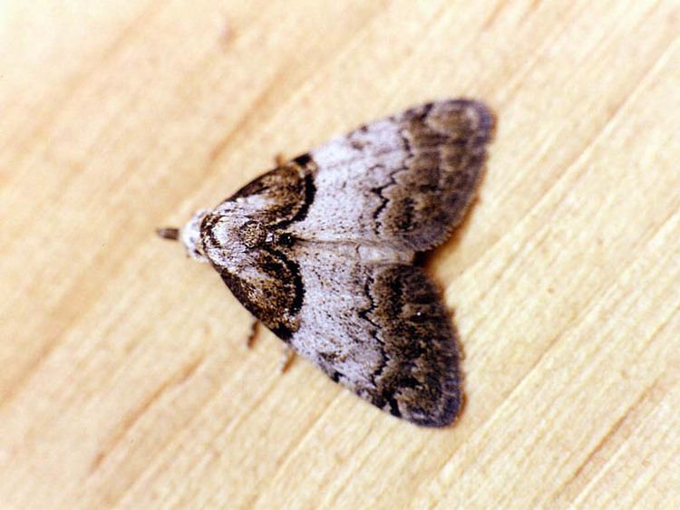 Short-cloaked moth wwwukmothsorguksiteassetsfiles183432077nc
