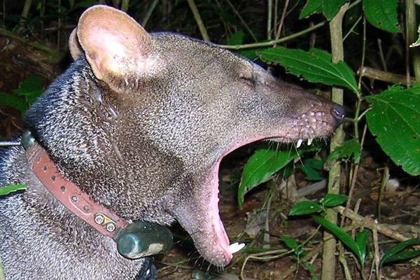 Short-eared dog Shorteared dog Uncovering the secrets of one of the Amazon39s most