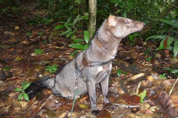 Short-eared dog Shorteared dog Uncovering the secrets of one of the Amazon39s most