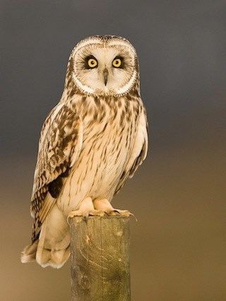 Short-eared owl httpswwwallaboutbirdsorgguidePHOTOLARGEse