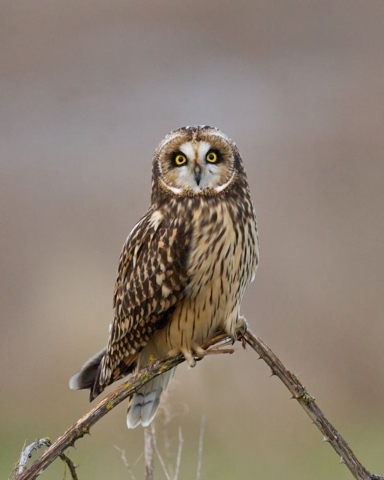 Short-eared owl Shorteared Owl BirdNote
