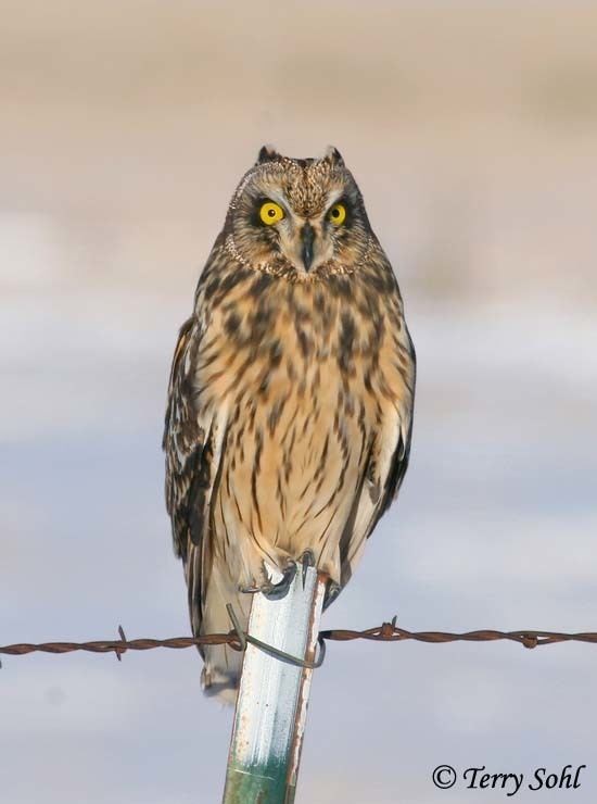 Short-eared owl Shorteared Owl Asio flammeus Information Pictures Sounds