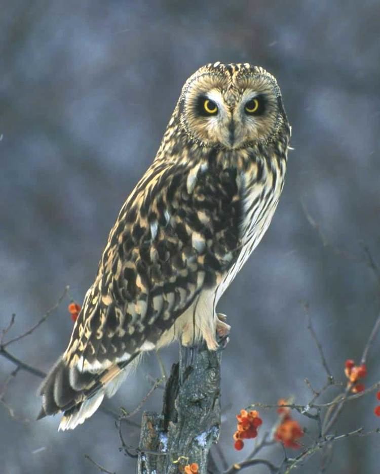 Short-eared owl Shorteared Owl Audubon Field Guide