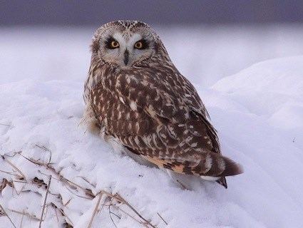 Short-eared owl Shorteared Owl Identification All About Birds Cornell Lab of