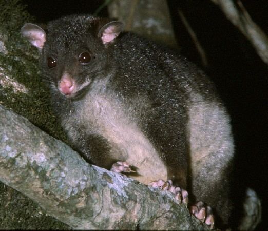 Short eared possum - Alchetron, The Free Social Encyclopedia