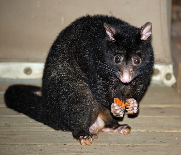 Short-eared possum Shorteared Possum Project Noah