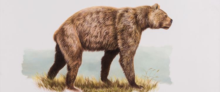 Short-faced bear Giant Shortfaced Bear Yukon Beringia Interpretive Centre