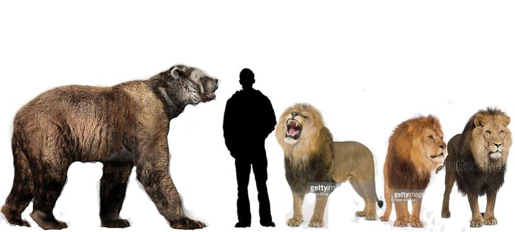 Short-faced bear Short Faced Bear vs 3 African Lions Battles Comic Vine