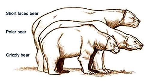 Short-faced bear Comparison of giant shortfaced bear to modern day brown and polar