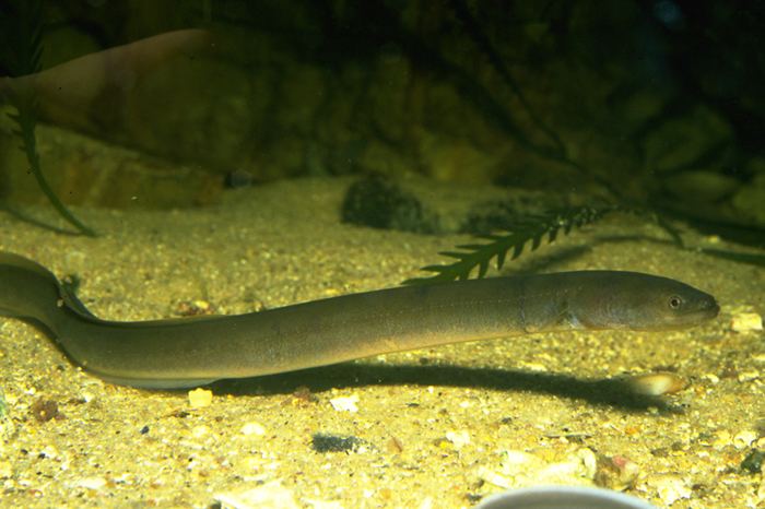 Short-finned eel Anguilla australis