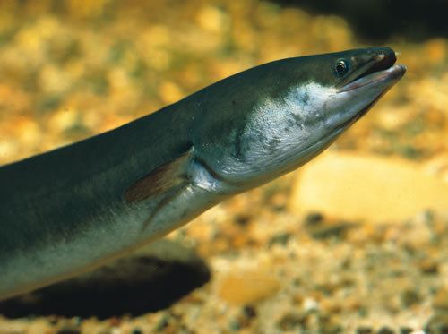 Short-finned eel Pacific shortfin eel
